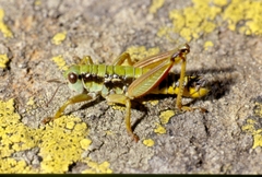 Epipodisma pedemontana