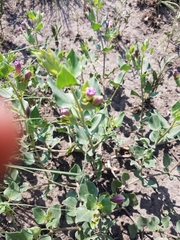 Mirabilis multiflora