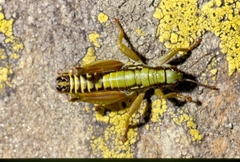 Epipodisma pedemontana