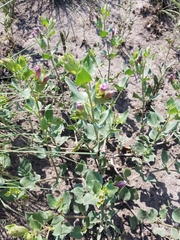 Mirabilis multiflora