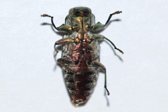 Chrysobothris femorata