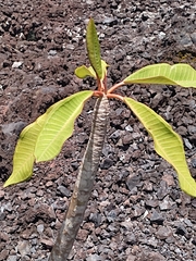 Plumeria rubra