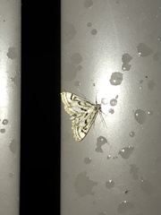 Parapoynx badiusalis