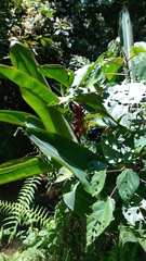 Heliconia lankesteri image