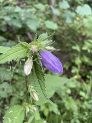 Campanula trachelium