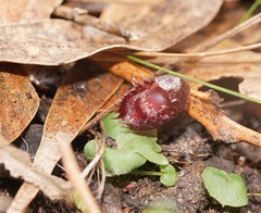Corybas fimbriatus