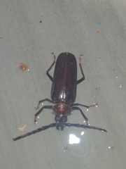 Derobrachus hovorei