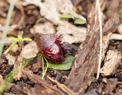 Corybas fimbriatus