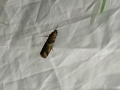 Nyctegretis lineana