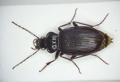 Nebria brevicollis