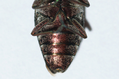 Chrysobothris femorata