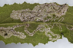 Stigmella ogygia