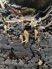 Artomyces austropiperatus