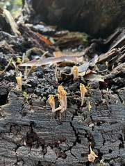 Artomyces austropiperatus