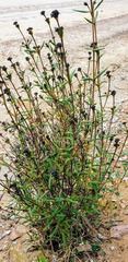 Logania recurva