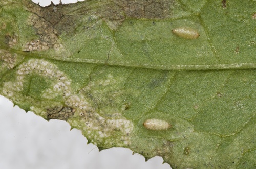 Chrysanthemum Leafminer photo 5