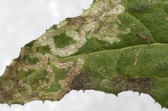Phytomyza syngenesiae