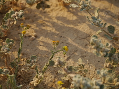 Pulicaria undulata undulata