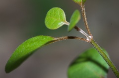 Teucrium parvifolium