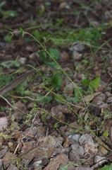 Teucrium parvifolium