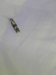 Blastodacna atra