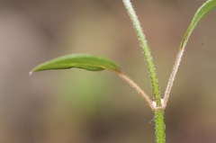 Teucrium parvifolium