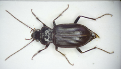 Nebria brevicollis
