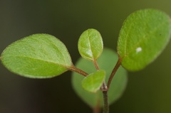 Teucrium parvifolium