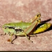 Piedmont Mountain Grasshopper - Photo (c) Roberto Sindaco, some rights reserved (CC BY-NC-SA), uploaded by Roberto Sindaco
