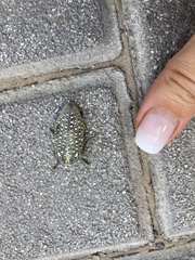 Julodis