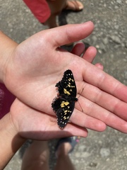 Chlosyne poecile