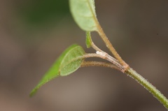 Teucrium parvifolium