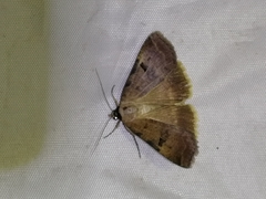 Lygephila ludicra