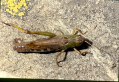 Gomphocerus sibiricus