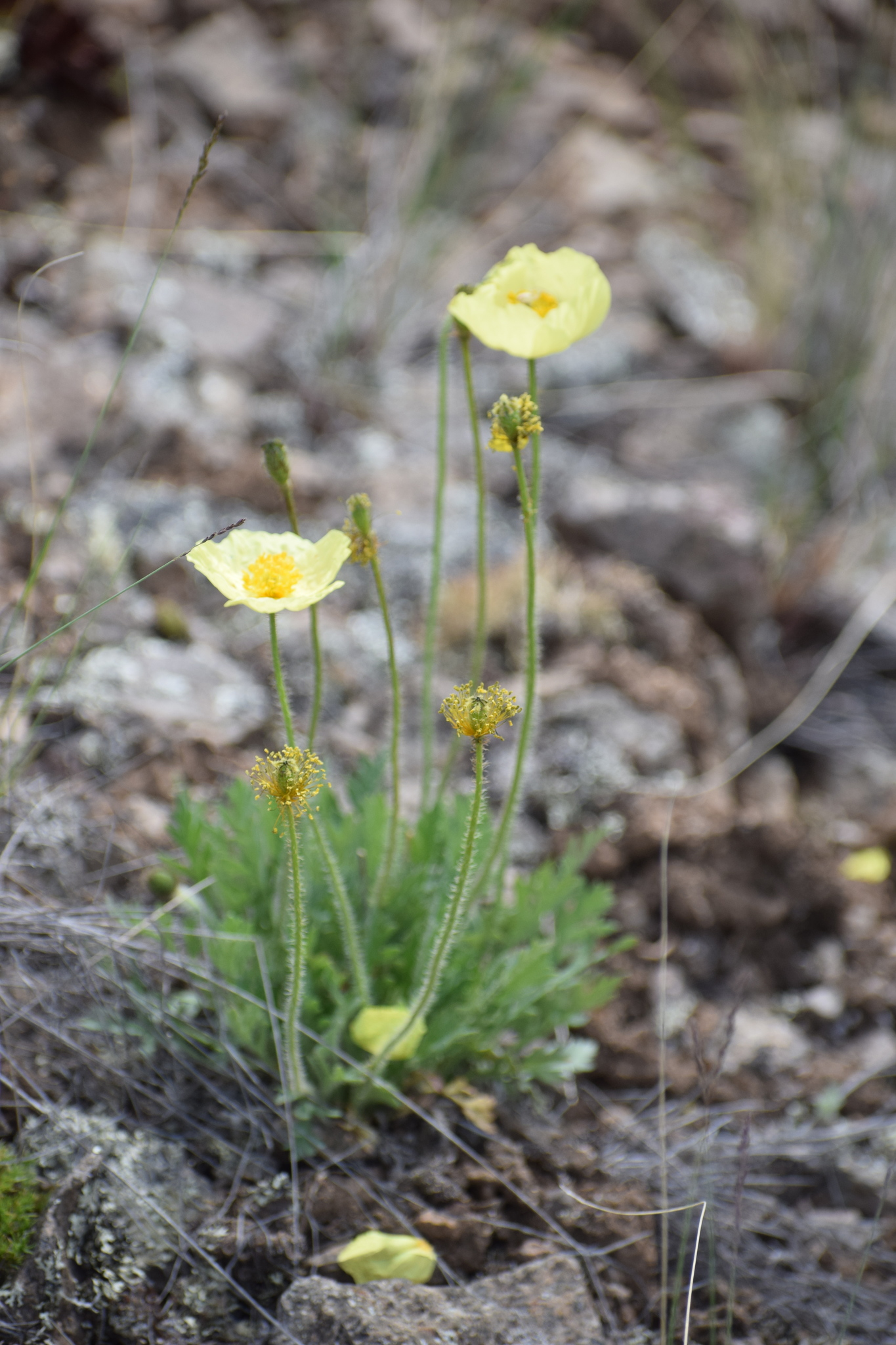 Iceland Poppy (Papaver nudicaule) · iNaturalist, image size:1365x2048