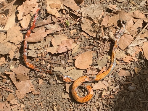 photo of San Bernardino Ringneck Snake (Diadophis punctatus modestus)