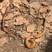 photo of San Bernardino Ringneck Snake (Diadophis punctatus modestus)