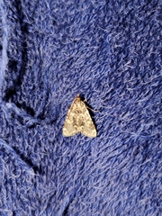 Aglossa pinguinalis