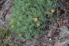 Podistera yukonensis
