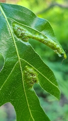 Melikaiella ostensackeni