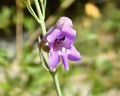 Penstemon sepalulus