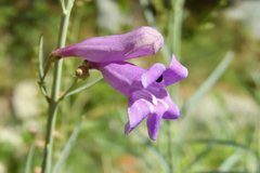 Penstemon sepalulus