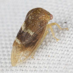 Cyrtolobus maculifrontis