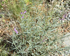 Penstemon sepalulus