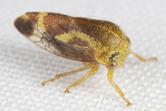 Ophiderma evelyna