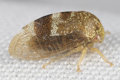 Cyrtolobus maculifrontis