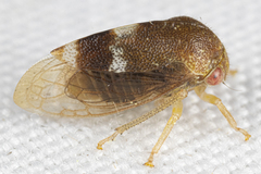 Cyrtolobus maculifrontis