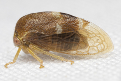 Cyrtolobus maculifrontis