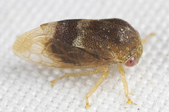 Cyrtolobus maculifrontis