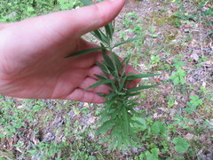 Eupatorium torreyanum
